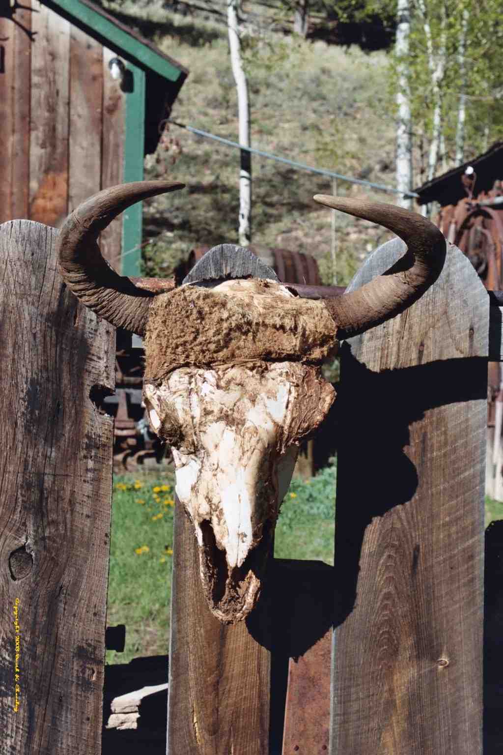 Dead Buffalo Head